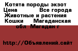 Котята породы экзот › Цена ­ 7 000 - Все города Животные и растения » Кошки   . Магаданская обл.,Магадан г.